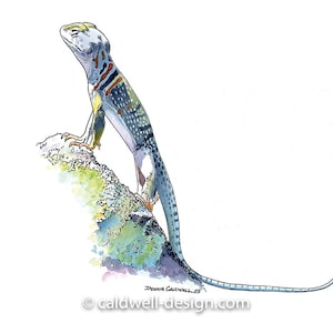 Könnte beinhalten: Aquarellmalerei eines blauen, gelben und roten Leguan mit einem langen Schwanz, der auf einem Felsen steht. Der Leguan schaut nach oben und hat ein geflecktes Muster auf seinem Rücken.