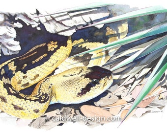May include: Watercolor painting of a yellow and black rattlesnake with a dark brown head, partially hidden under green leaves. The snake is coiled and its eyes are visible. The painting is signed "Caldwell" in the lower right corner.