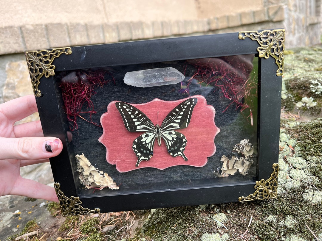 Real Butterfly Taxidermy Shadowbox Entomology Etsy