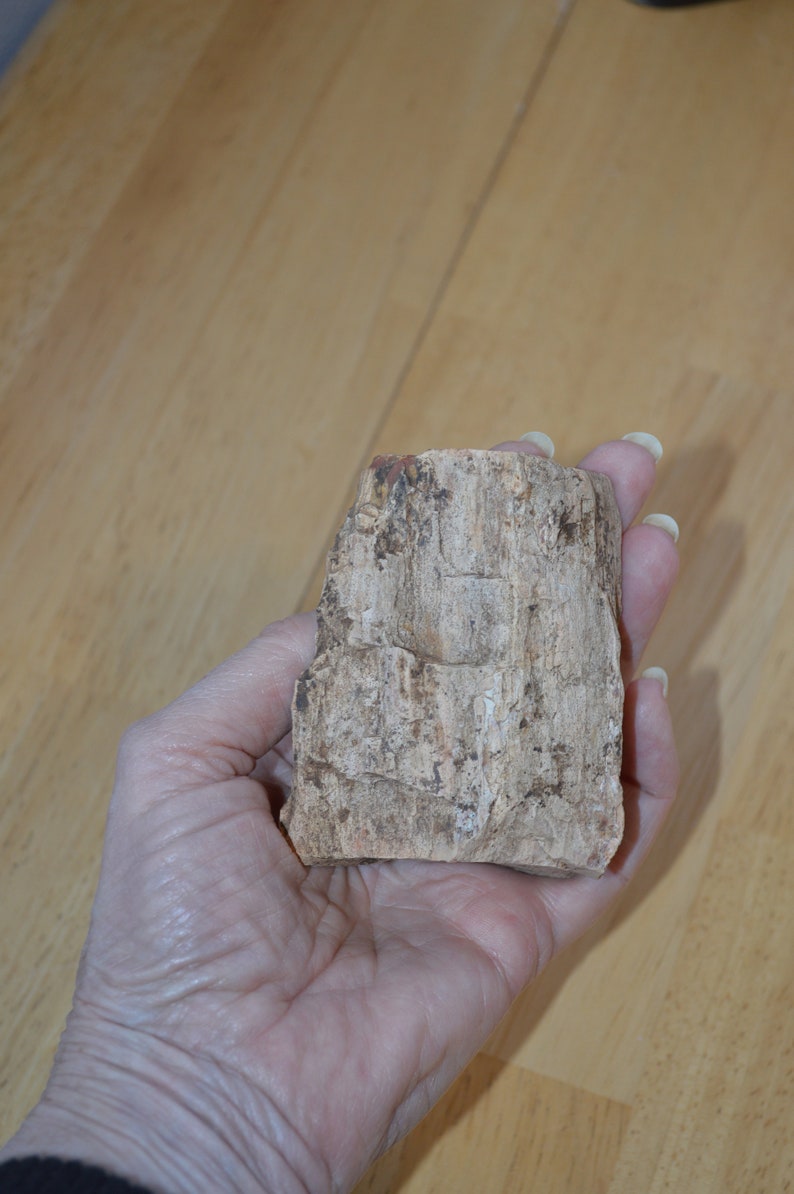 2 Petrified Wood Pieces---Natural Raw Petrified Wood---Crafts /& Jewelry Making---Rock Collecting---Petrified Wood---Rocks