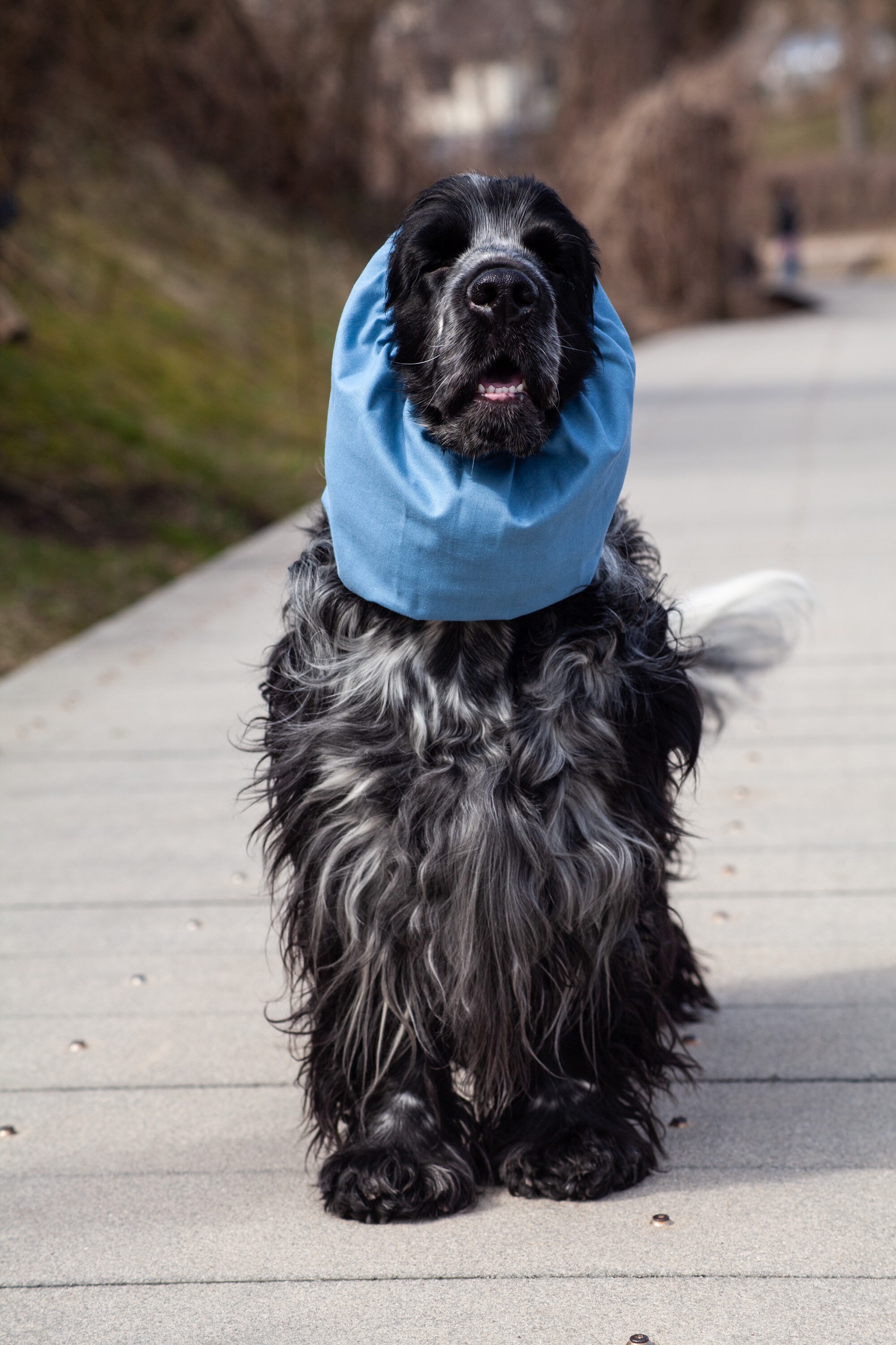Grau blau Baumwolle Hund Snood Snoods für Langohr Hunde Etsy