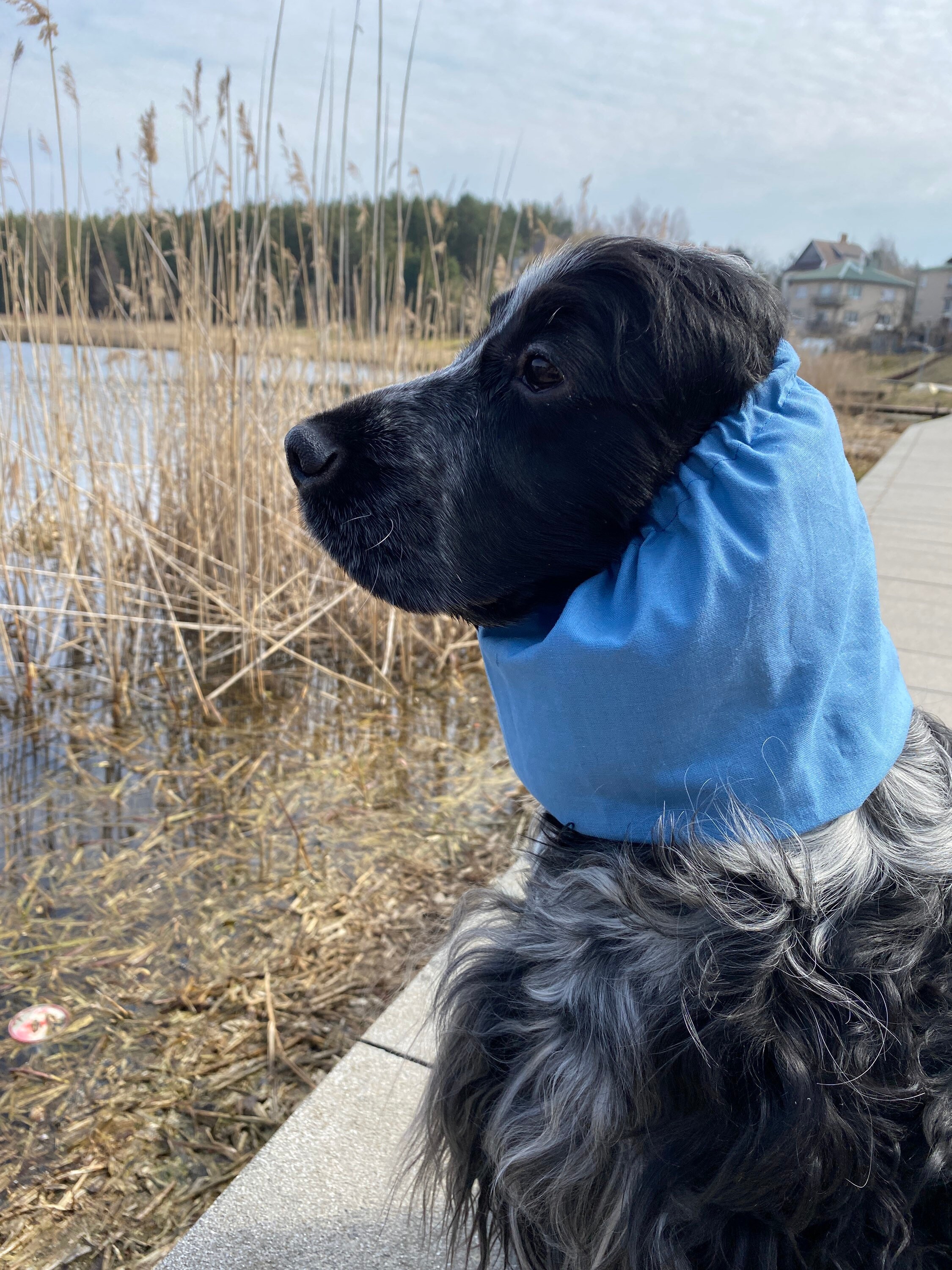 Grau blau Baumwolle Hund Snood Snoods für Langohr Hunde Etsy