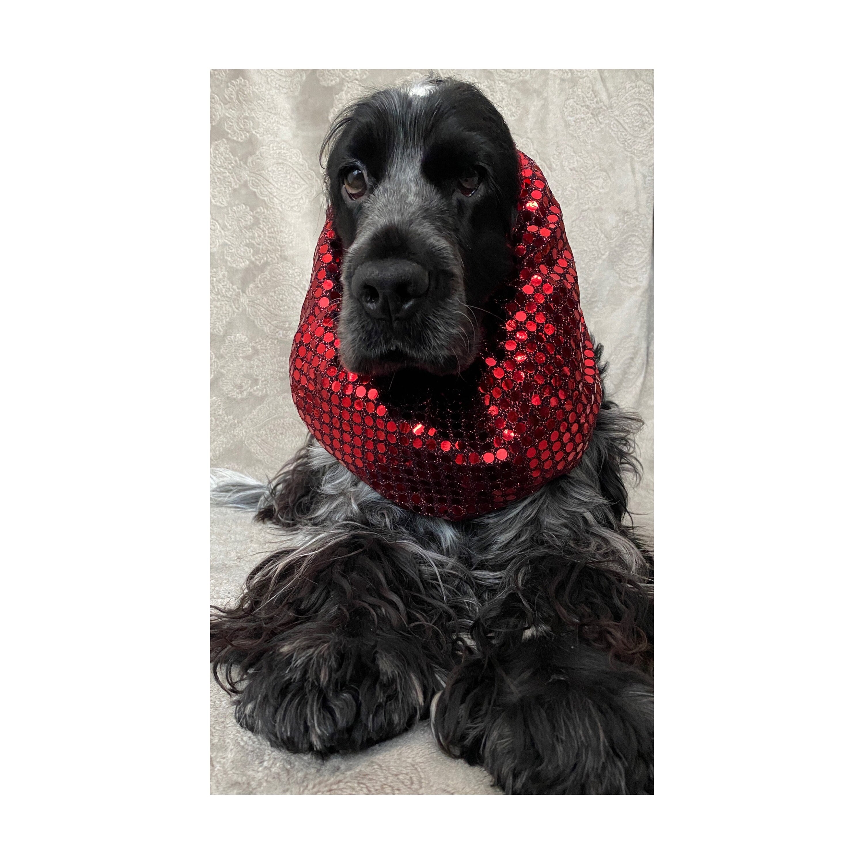 langohr hund