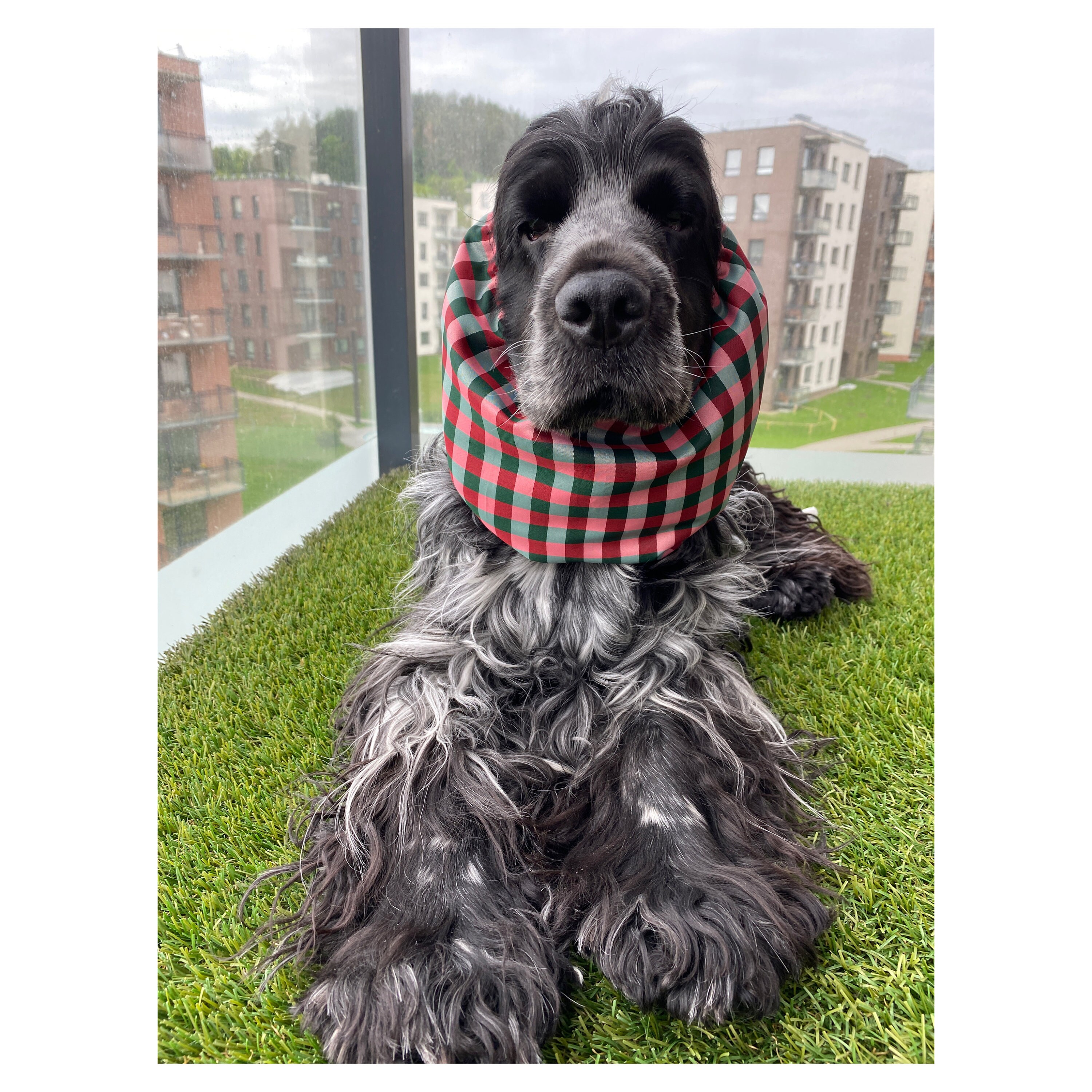 Tartan snood - warm and soft dog snood - winter dog snood - Cocker Cavalier  Basset Springer Poodle snood - snood for spaniel