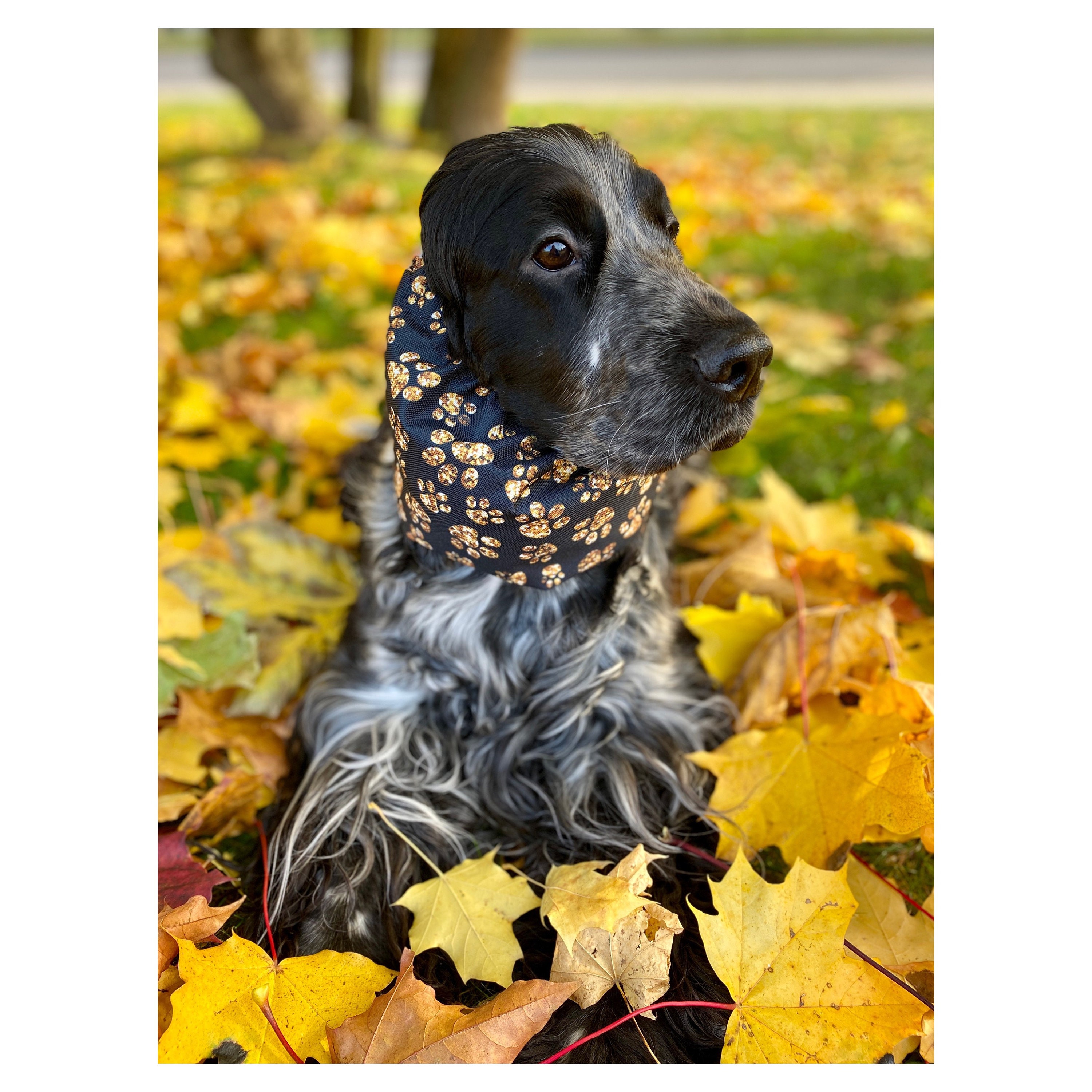 Waterproof Thick Snood 'golden Paws' Dog Snood Waterproof Dog Snood Cocker  Cavalier Basset Poodle Setter Snood Spaniel Snood 