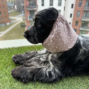 Snood pour chien en coton &#39;Petites étoiles beiges&#39; - terminaisons simples ou ondulées - cavalier cocker basset caniche springer spaniel snood - snood d&#39;été pour chien