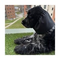 Black waterproof thick dog snood - Ear protector - Waterproof snood for dog - Cocker cavalier basset setter snood - spaniel snood product logo