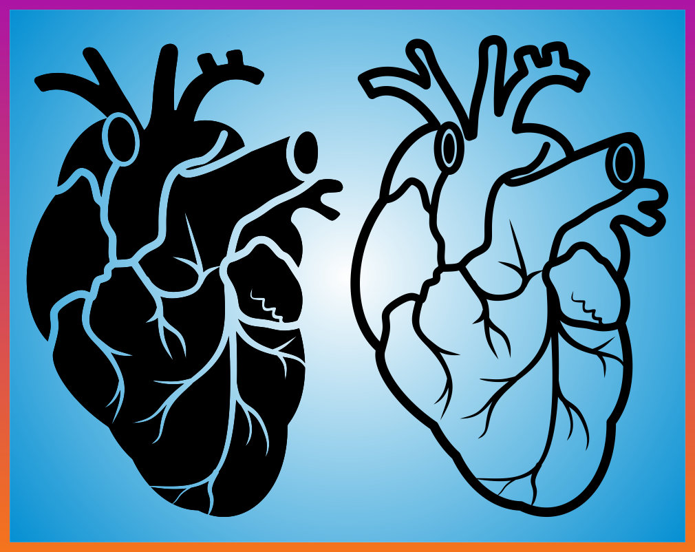 Download Anatomical Heart SVG Human Heart SVG Clipart Vector Iron ...