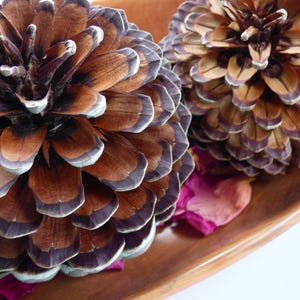 May include: Close-up of two large pine cones in a wooden bowl, showcasing intricate details. The cones are brown with purple and white accents on the tips of the scales. Pink petals add a touch of color.