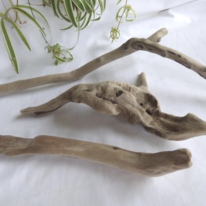 May include: Three pieces of light brown driftwood with smooth, weathered textures. One piece is a long, slender branch, another is a thick, gnarled, and irregular shape, and the third is a straight, solid segment of wood with rounded ends.