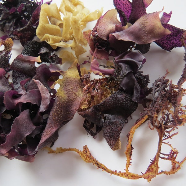 Beautiful Sm Dried Seaweed Bundle ~ Arts and Crafts or Decor ~ Natural Sun Dried ~ Purple Beige & Black ~ Must See Variety Lot B