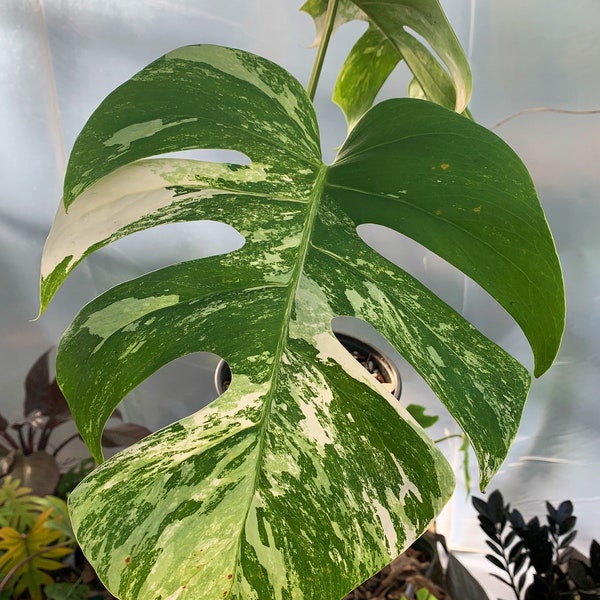 Variegated Monstera Albo