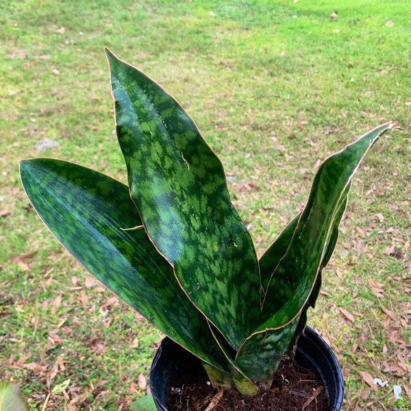 Whale Fin Sansevieria