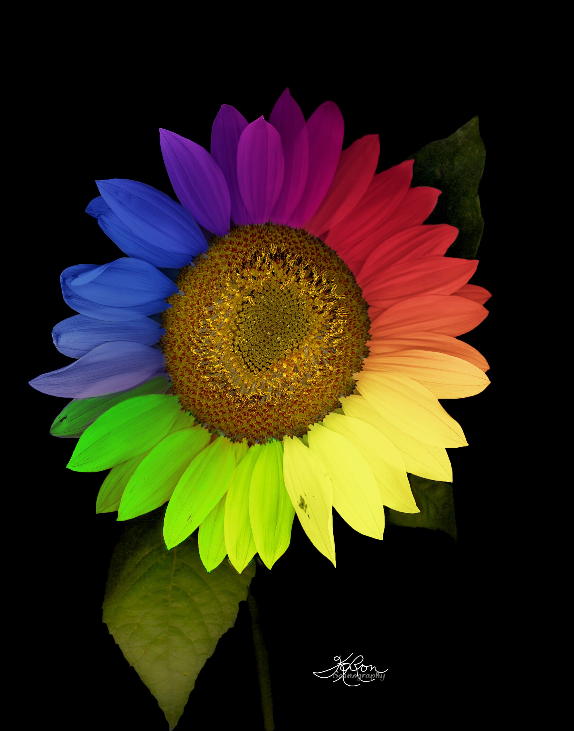 Rainbow Sunflower Scanography Art Digital Print Etsy