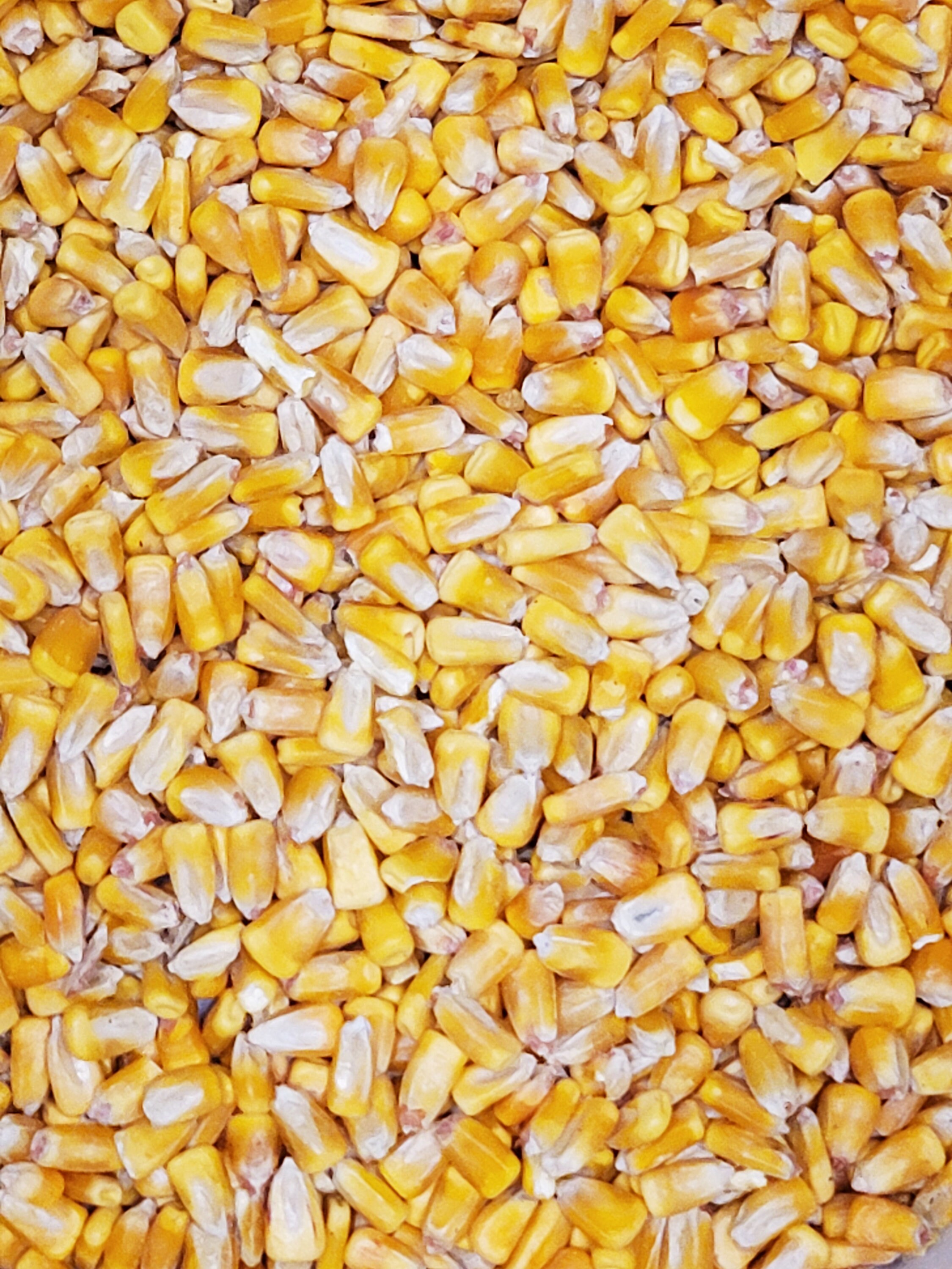 Whole Kernel Corn Animal Wildlife Bird Feed Arts & Crafts Bean Bags USA ...