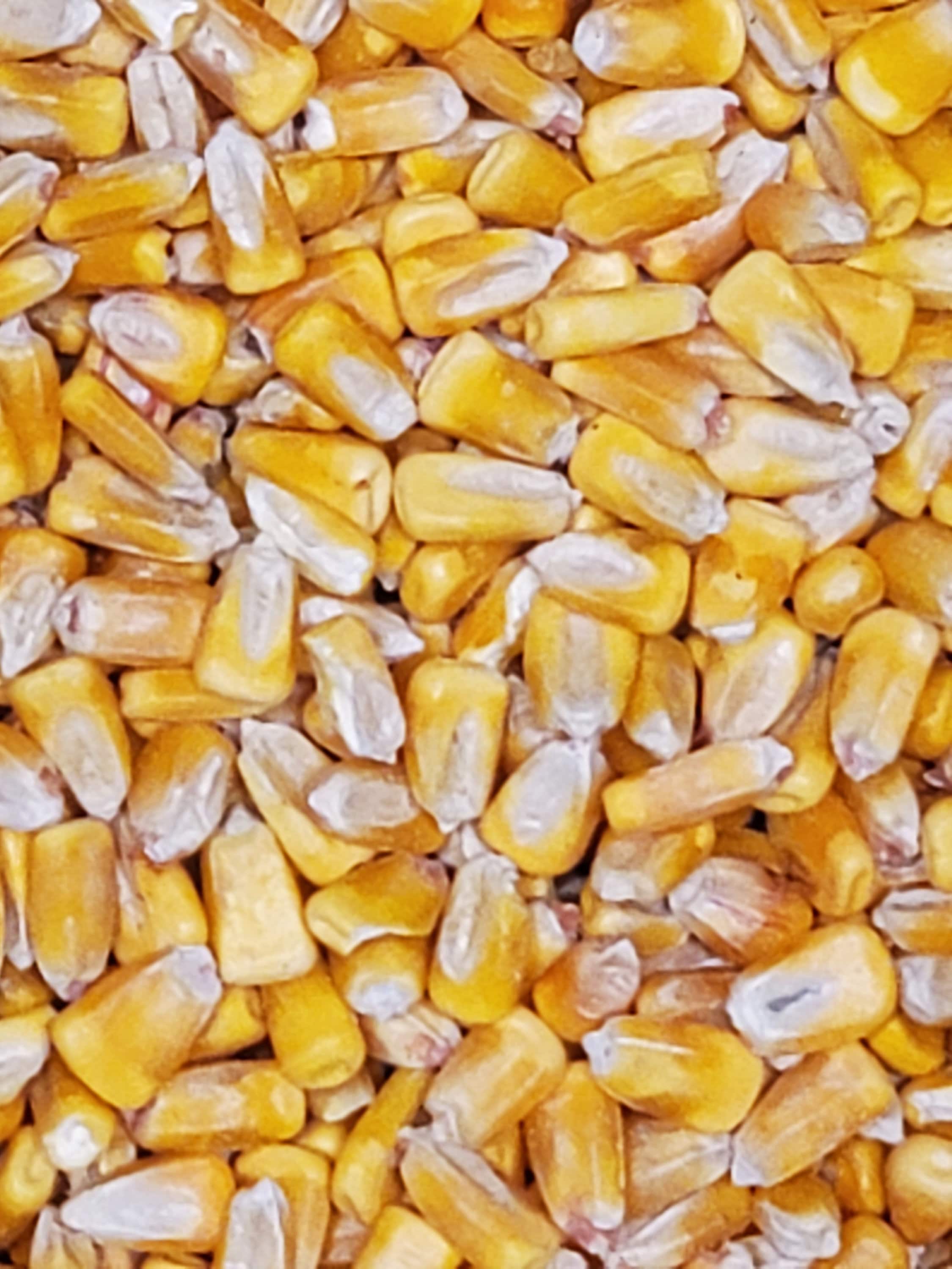 Whole Kernel Corn Animal Wildlife Bird Feed Arts & Crafts Bean Bags USA ...