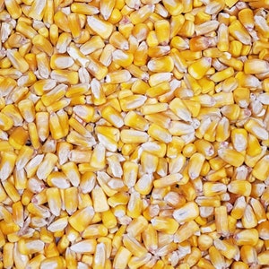 Whole Kernel Corn Animal Wildlife Bird Feed Arts & Crafts Bean Bags USA Grown