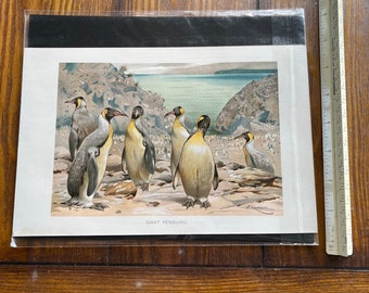 Vintage Giant Penguin Color Book Print by Lydekker 1896 - Etsy