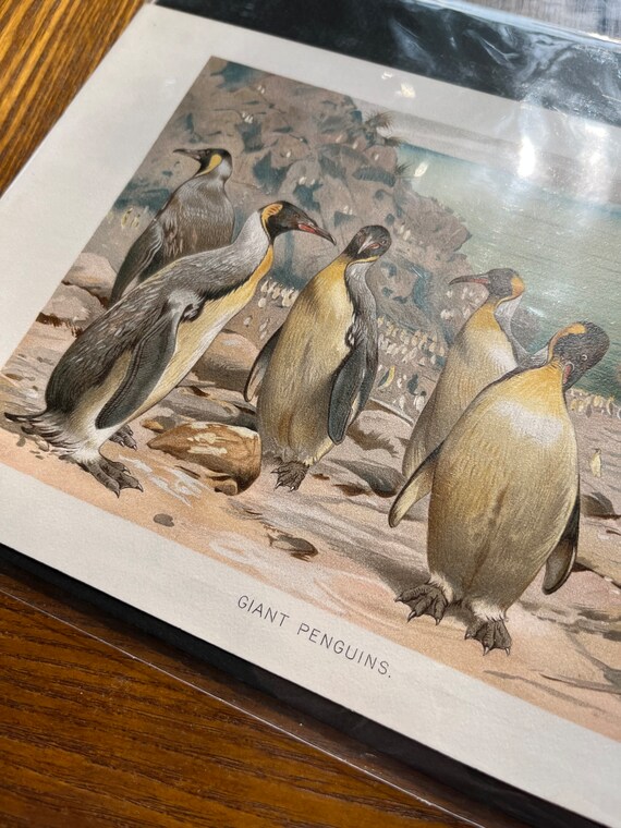 Vintage Giant Penguin Color Book Print by Lydekker 1896 - Etsy