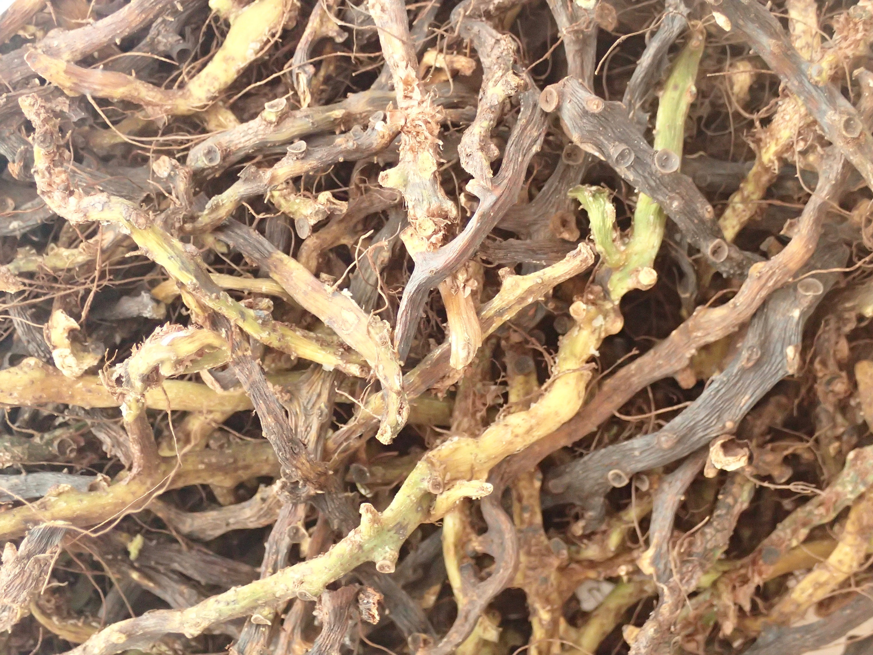 Wild Licorice Fern 1/8 Lb 1/4 Lb Whole Dried Root Etsy UK