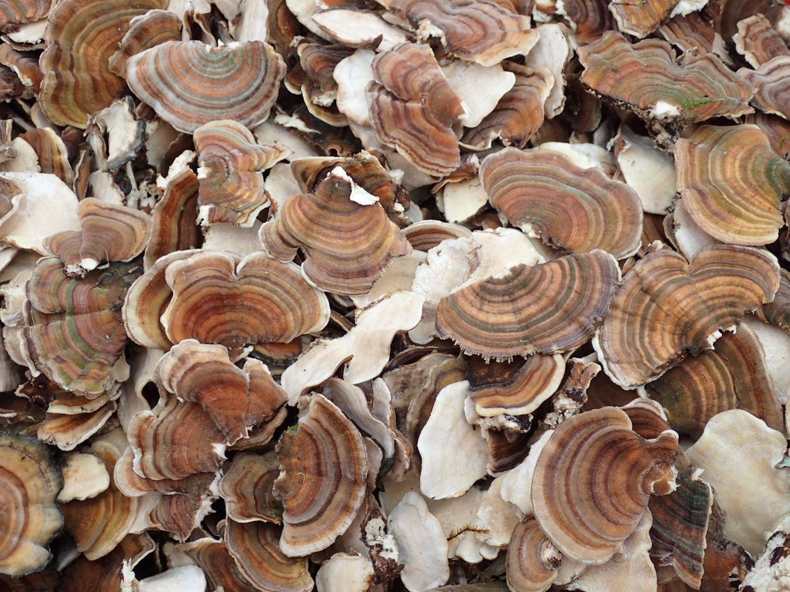 Wild Turkey Tail Mushroom 1/4 lb Whole Dried Fungus Trametes versicolor