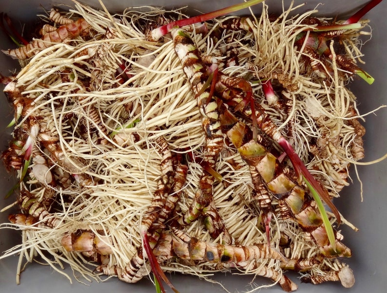 chimex seeds roots and herbs chimex seeds roots and herbs