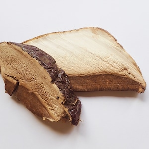 May include: Two pieces of dried mushroom, likely for culinary use, are displayed against a white background. The mushrooms have a light tan interior and a dark brown, textured exterior. The larger piece is a light tan color.