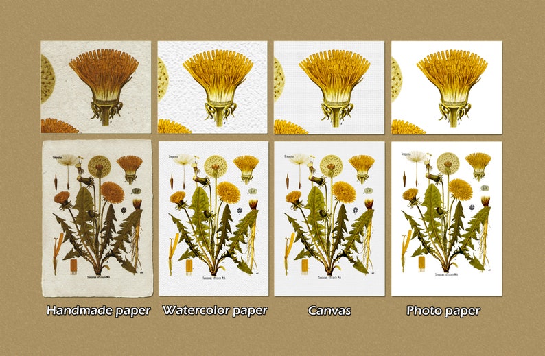 K\u00f6hler/'s Medicinal Plants illustration Wall decor. Botanical print Print on Handmade Paper Camellia thea