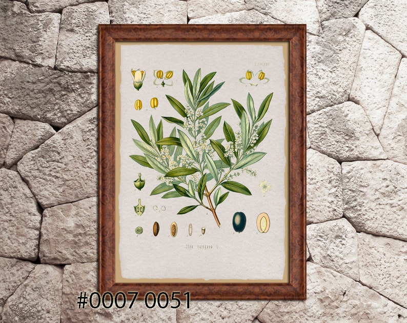 K\u00f6hler/'s Medicinal Plants illustration Wall decor. Botanical print Print on Handmade Paper Camellia thea