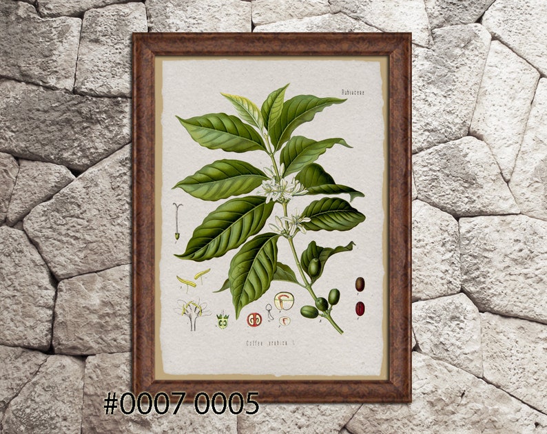 K\u00f6hler/'s Medicinal Plants illustration Wall decor. Botanical print Print on Handmade Paper Camellia thea