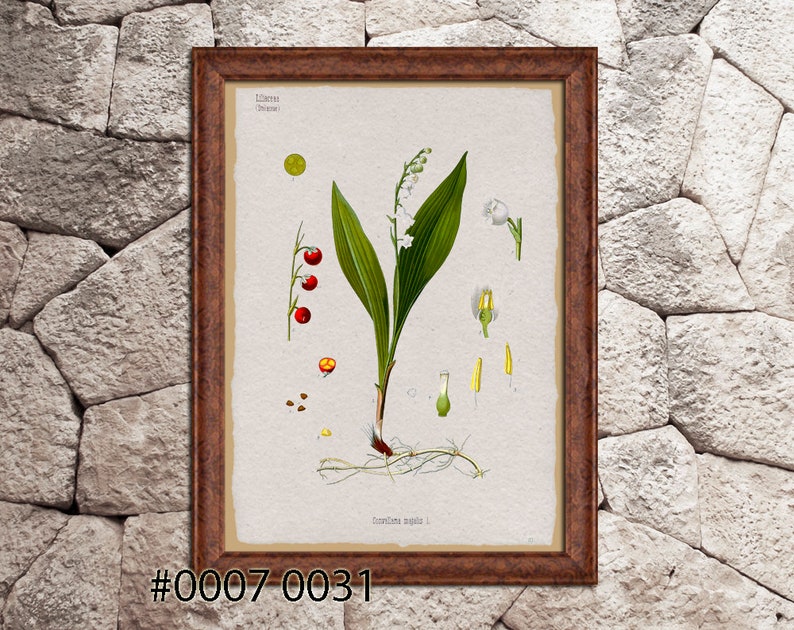 K\u00f6hler/'s Medicinal Plants illustration Wall decor. Botanical print Print on Handmade Paper Camellia thea