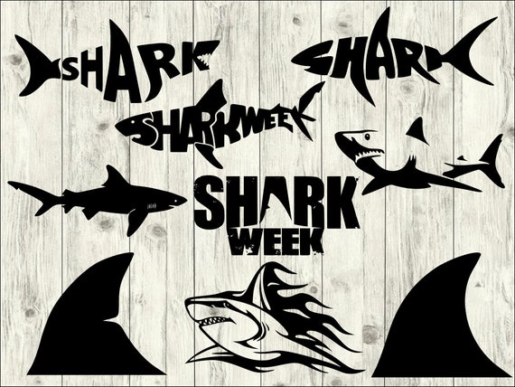 Free Free 78 Shark Svg With Name SVG PNG EPS DXF File