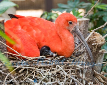 Bright Bird and Chick