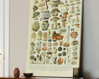Impression d'art mural, toile botanique champignon antique, impression d'art