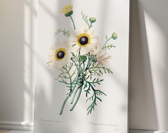 Lienzo con estampado botánico vintage de crisantemos – Arte mural floral antiguo – Ilustración botánica del siglo XIX para decoración clásica