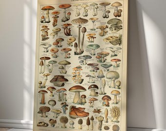 Vintage identificatiekaart schimmels, muurkunst op canvas paddenstoelen