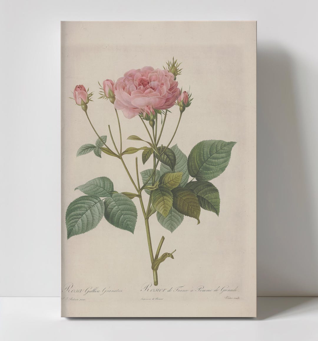 Pink Roses Vintage Botanical Flower Canvas Print – Antique Floral Wall ...