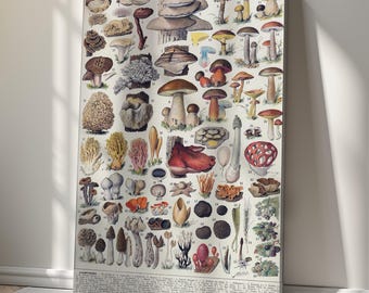 May include: A vintage botanical print displaying a detailed illustration of various mushrooms. The print showcases a variety of mushroom species in shades of brown, red, yellow, and white, with scientific labels. The artwork is displayed on a white background.