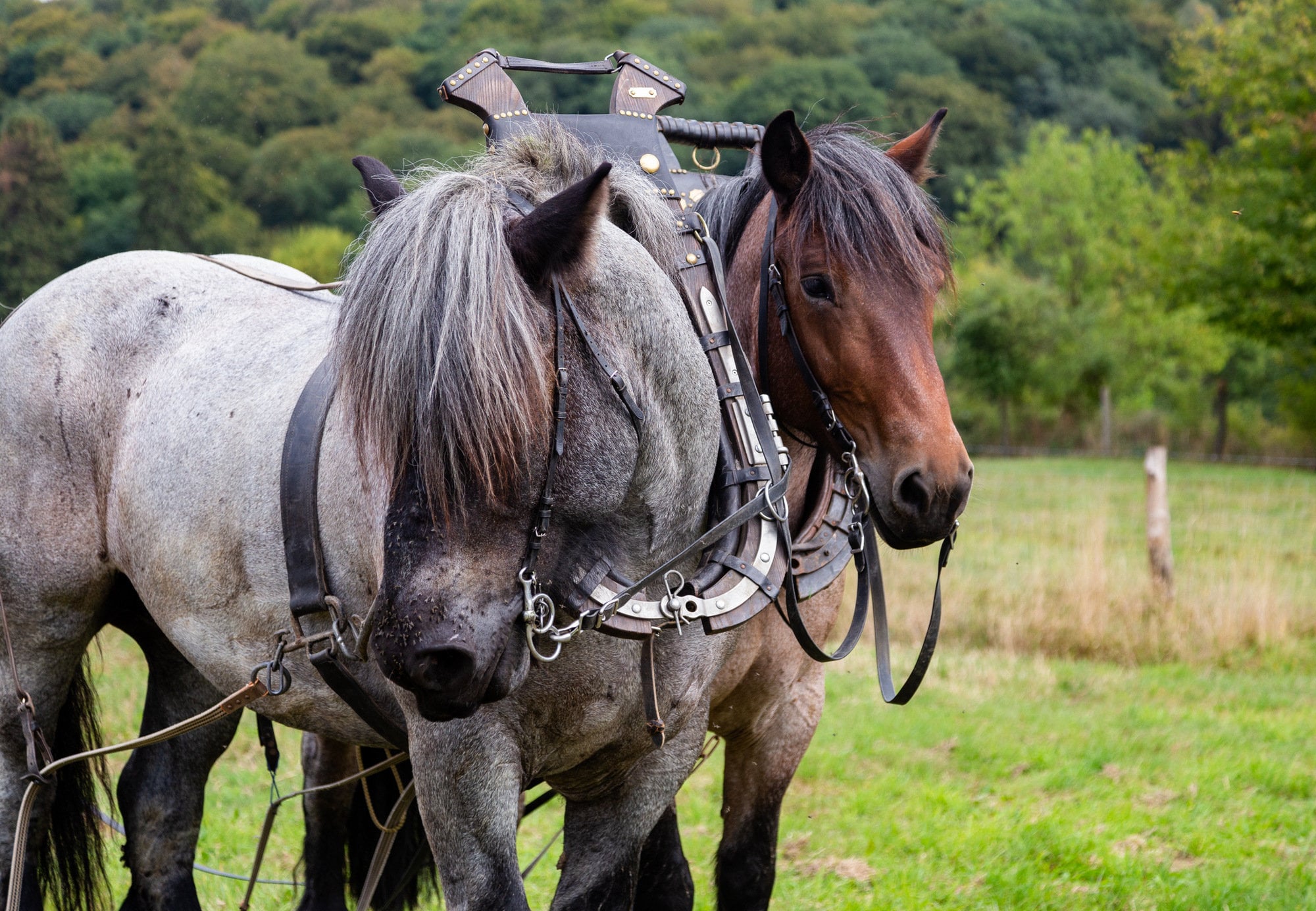 Beautiful pair of horses in yoke wearing a bridle and Etsy