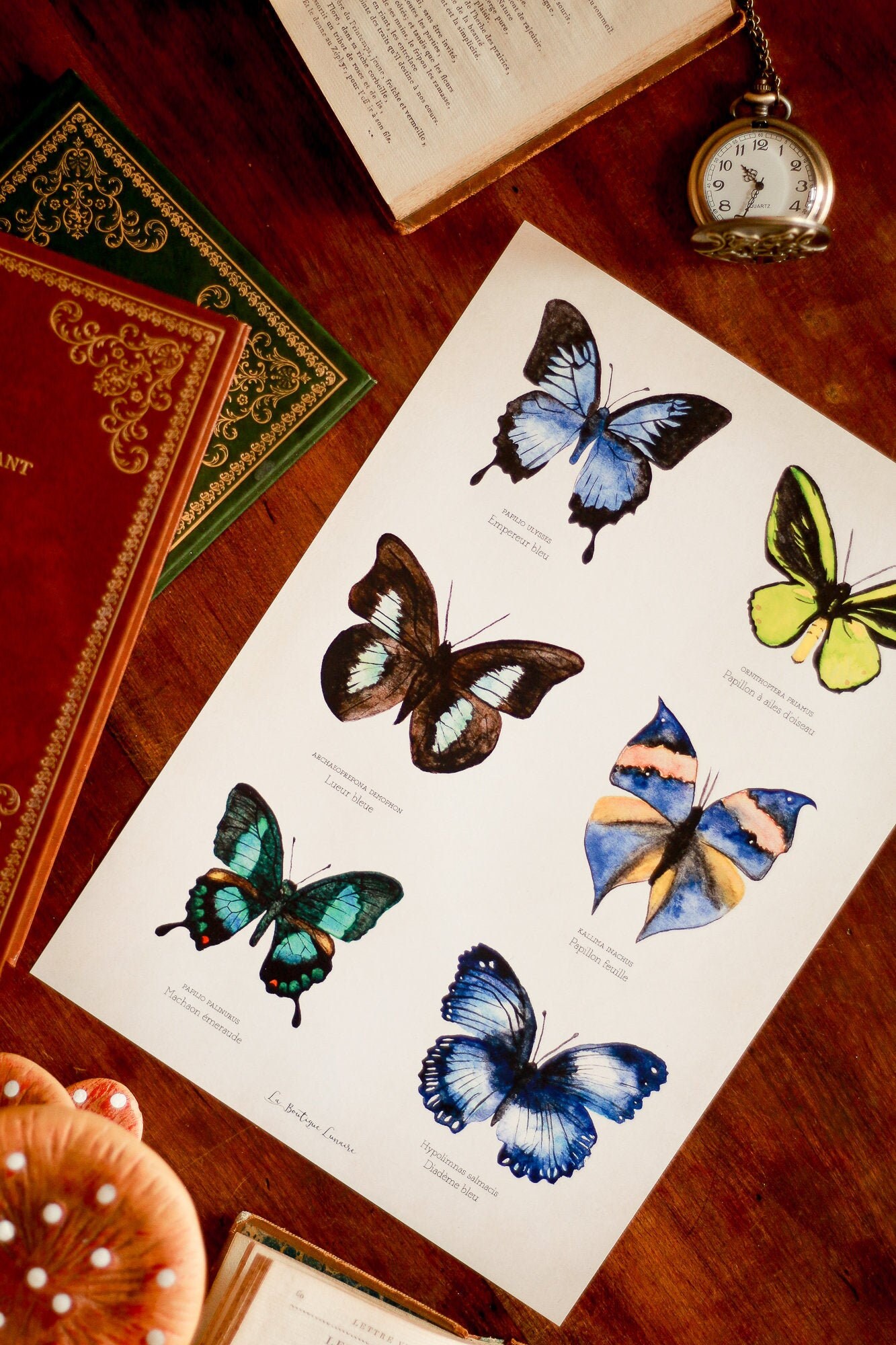 Affiche A4 Planche d'étude de Papillons - Cabinet Curiosités