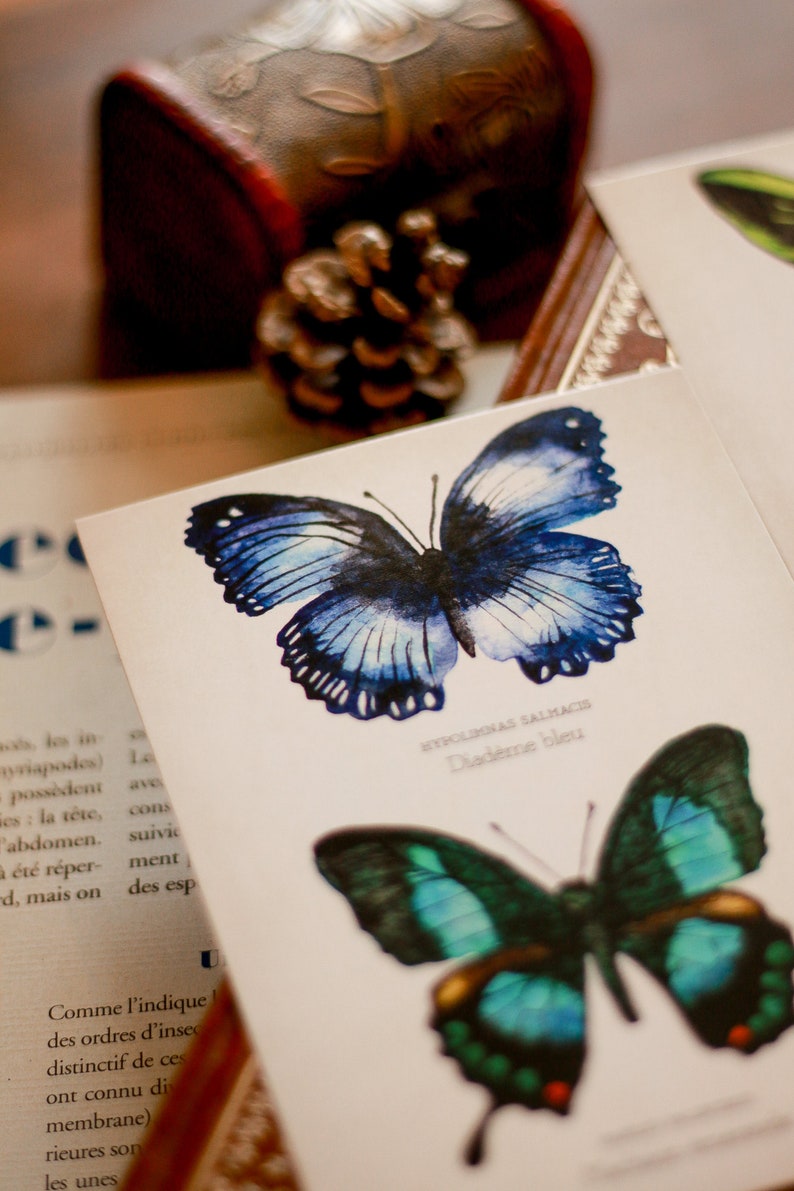 Curiosity Cabinet Butterfly Study Board A6