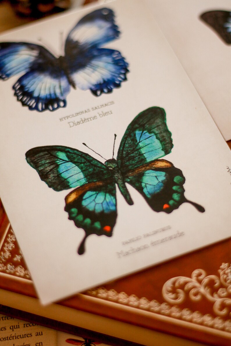 Curiosity Cabinet Butterfly Study Board A6