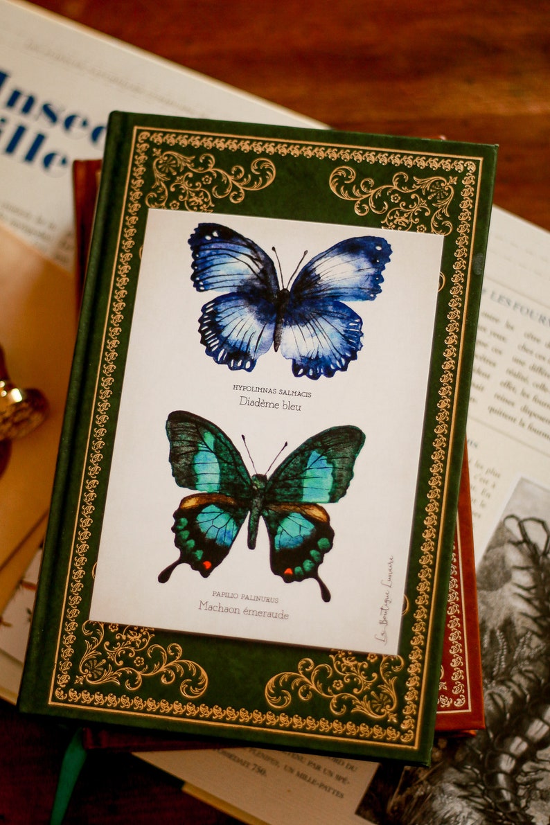 Curiosity Cabinet Butterfly Study Board A6