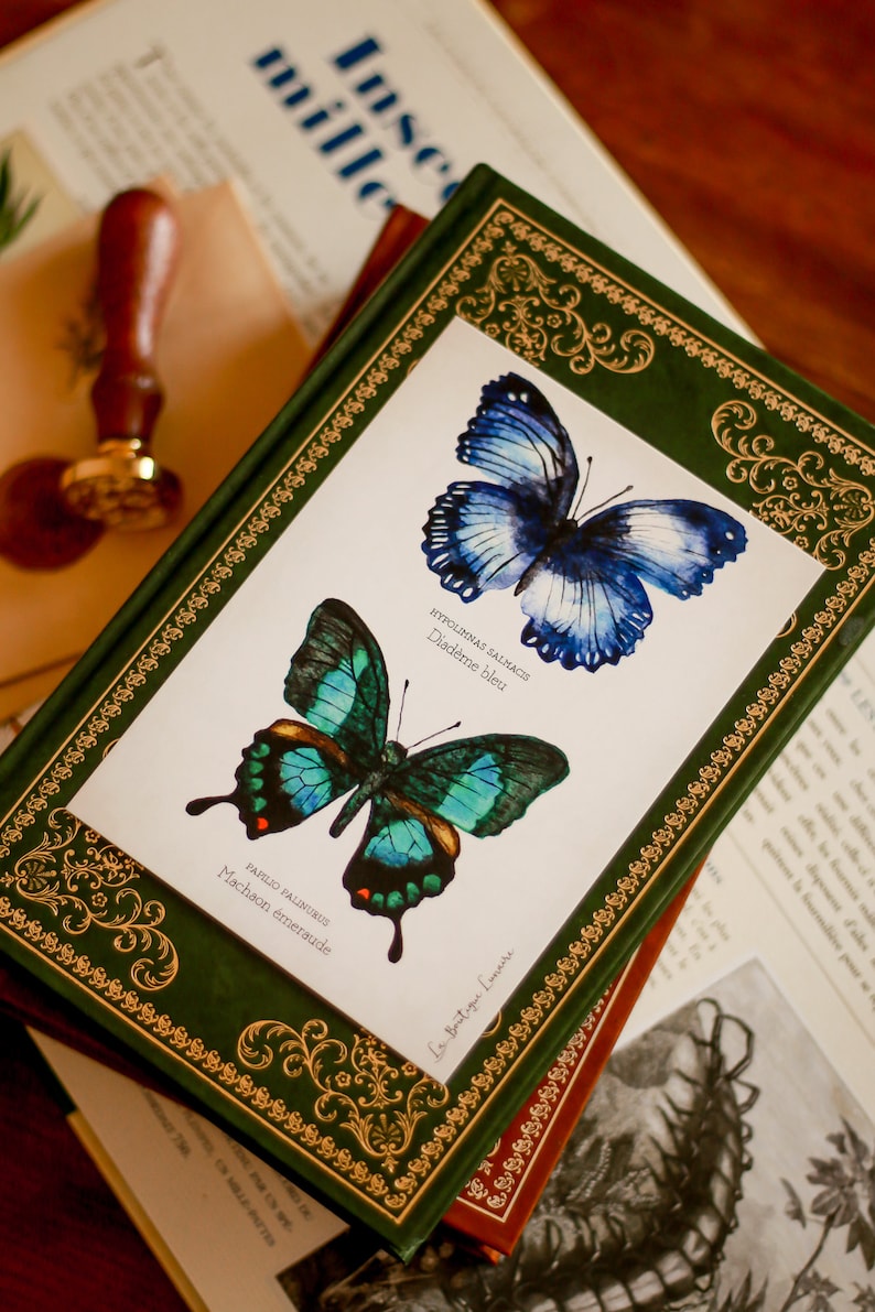 Curiosity Cabinet Butterfly Study Board A6
