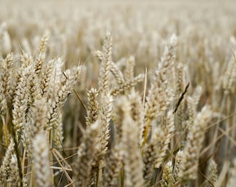 Organic Oats Sterile Grain Bag