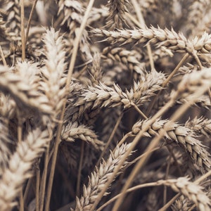 Organic Rye Sterile Grain Bag