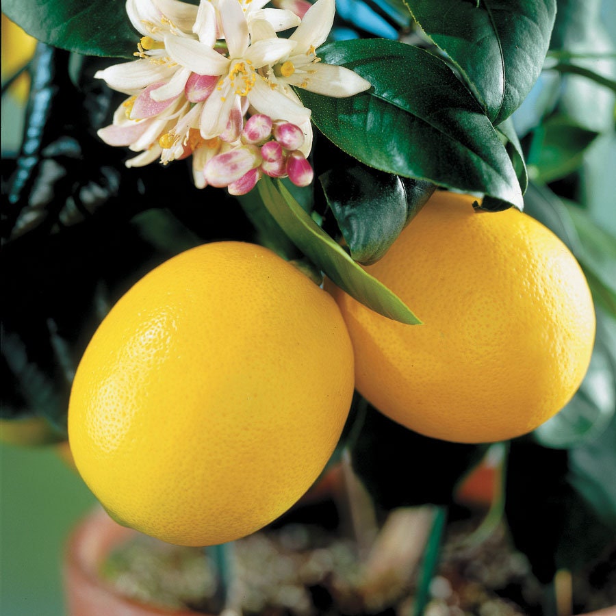 5 Meyer Lemon Seeds From Florida Garden Organic Free Shipping 