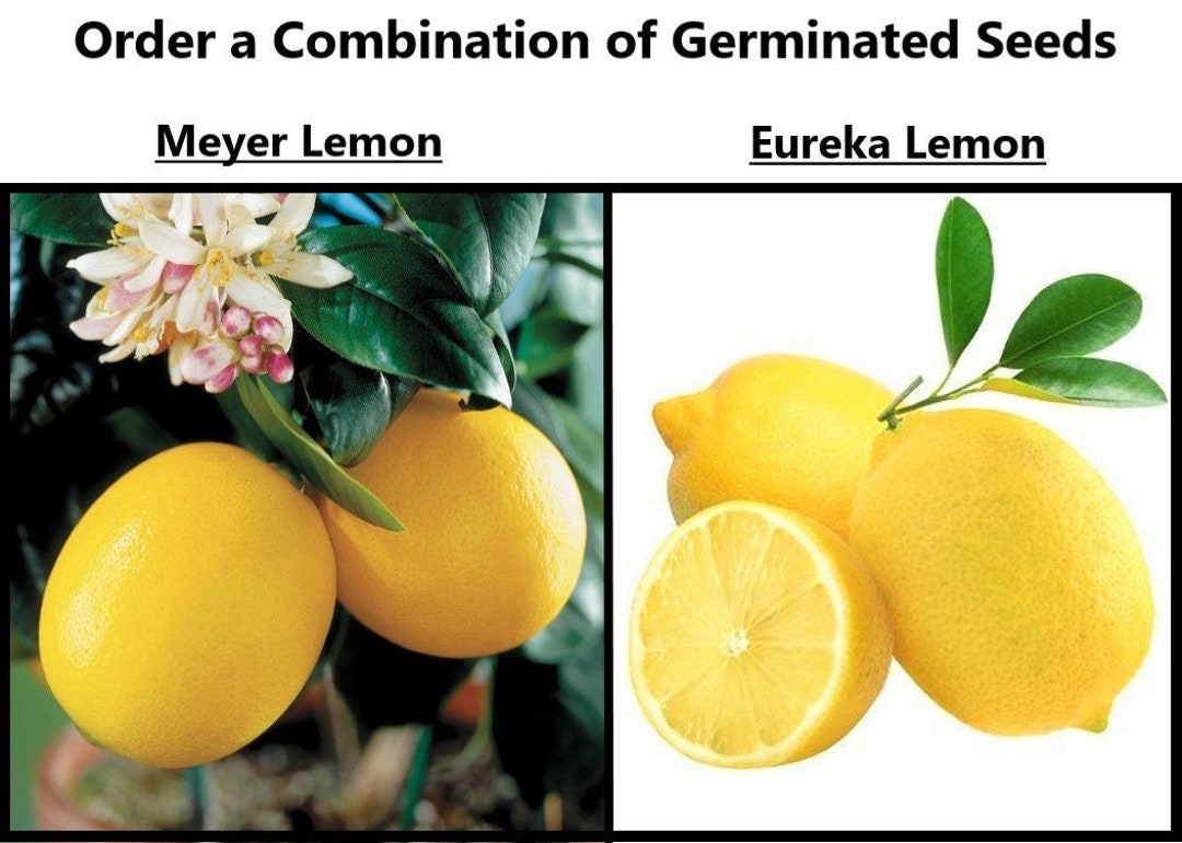 MEYER and EUREKA Organic Germinated Lemon Tree Seeds Order a Etsy