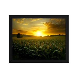Cornfield Morning Light - Framed poster,  wall are, nature, farm, country