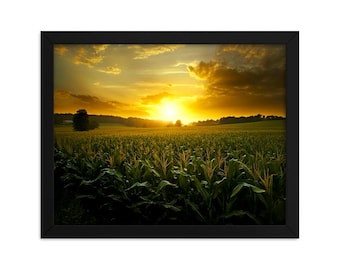 Cornfield Morning Light - Framed poster,  wall are, nature, farm, country